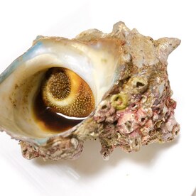 サザエの壺焼き 網焼きのコツ レシピ 作り方 By M H 楽天レシピ サザエの壺焼き 網焼きのコツ レシピ 作り方 By M H 楽天レシピ